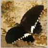 Papilio polytes - Suedostasien-Indien - emmen-nl m04.jpg